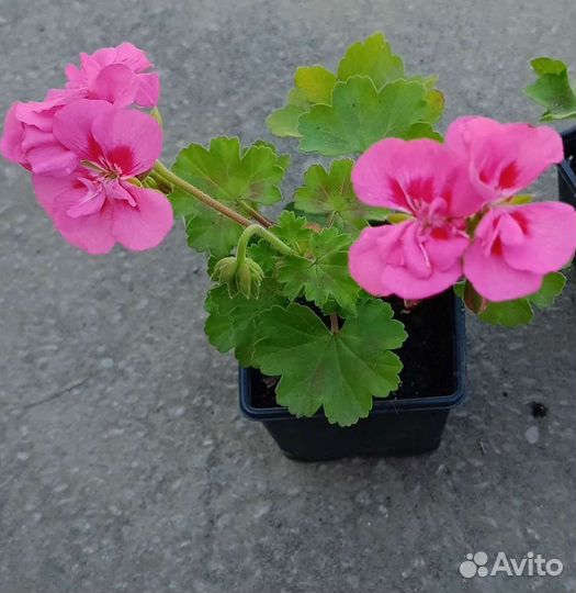 Пеларгония герань