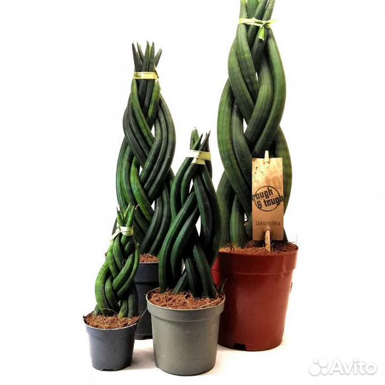 Сансевиерия цилиндрика коса