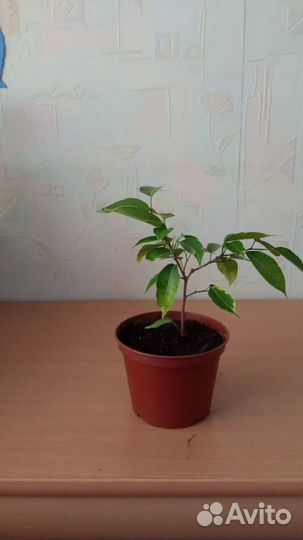 Фикус бенджамина