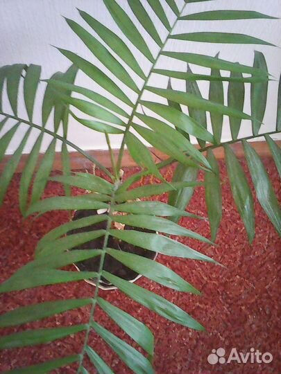 Пальма хамедорея