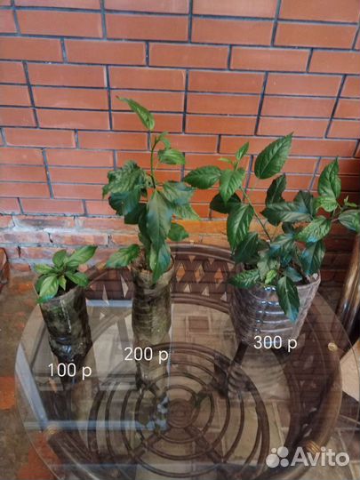 Гибискус китайская роза