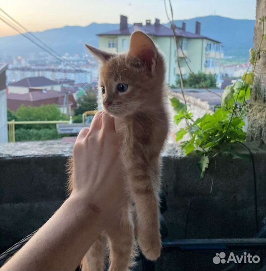 Красивенные Рыжики бесплатно