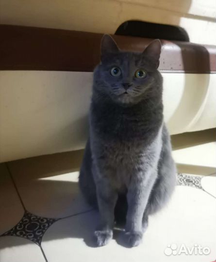 Кошка Дымка в добрые руки, 1 год