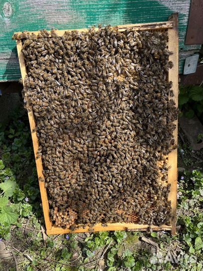 Пчелы бакфаст,карника