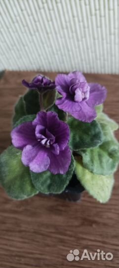 Фиалка детки