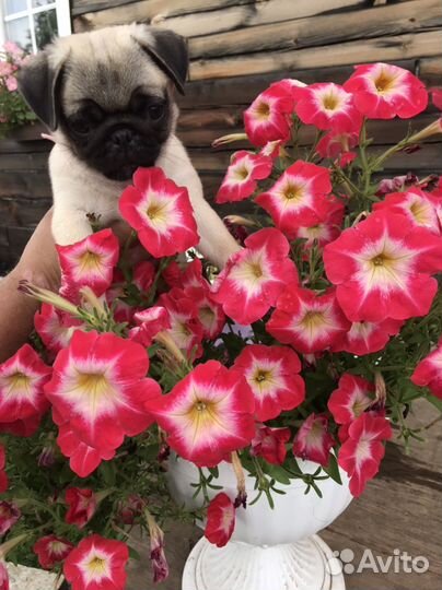 Щенки мопса РКФ