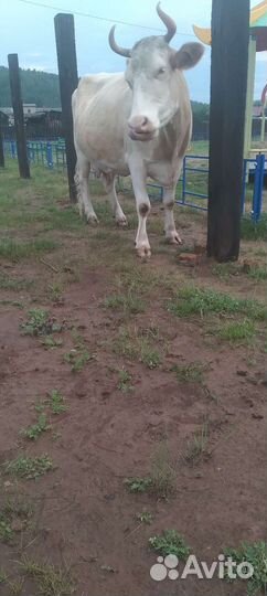 Корова дойная