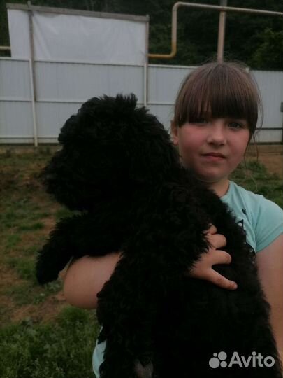 Русский черный терьер щенки
