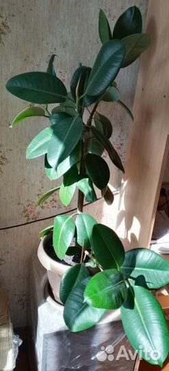 Цветы домашние в горшках