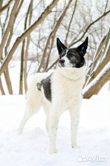 Пёс Тимон в добрый руки