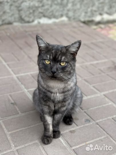 Котик ищет дом