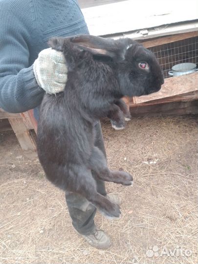 Кролы рабочие