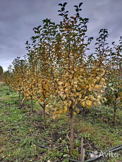 Груша Саженцы