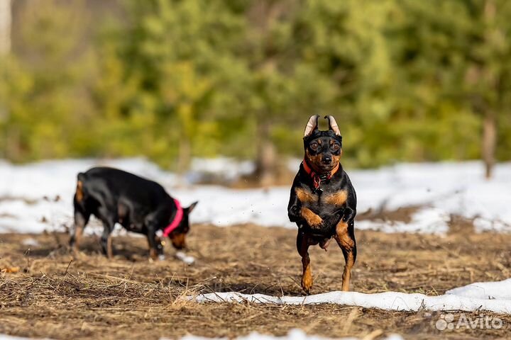 Цвергпинчер
