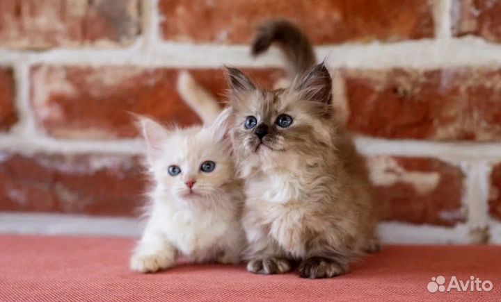 Манчкин лапочка