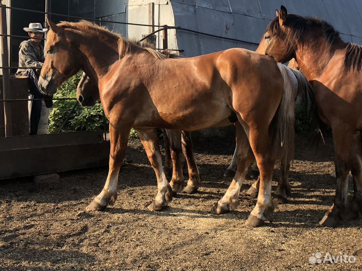 Жеребцы Советские Тяжеловозы
