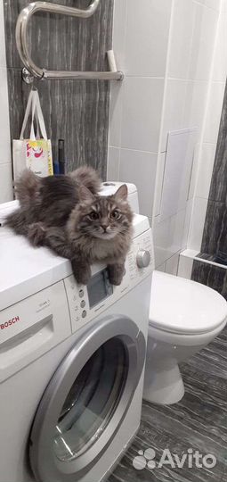 Сибирская кошка бесплатно