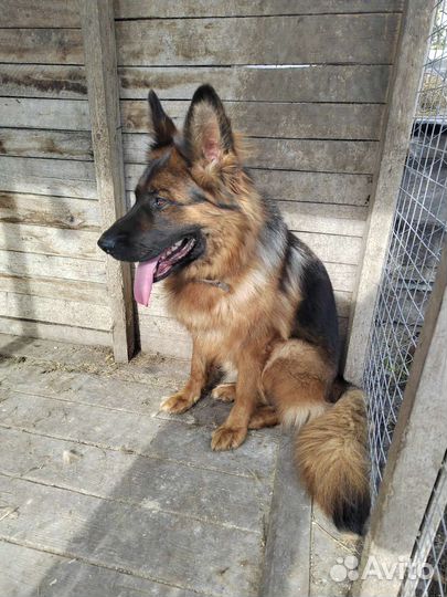 Немецкая овчарка длинношерстная