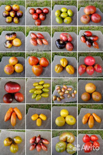 Семена помидоров томатов