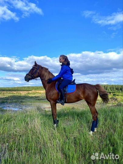 Конные прогулки и походы, обучение верховой езде
