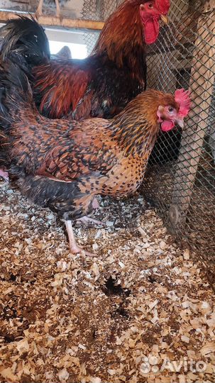 Кучинская Юбилейная и/я,цыплята
