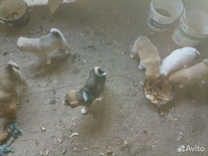 Собаки щенки