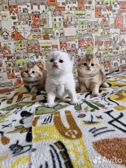Кошки