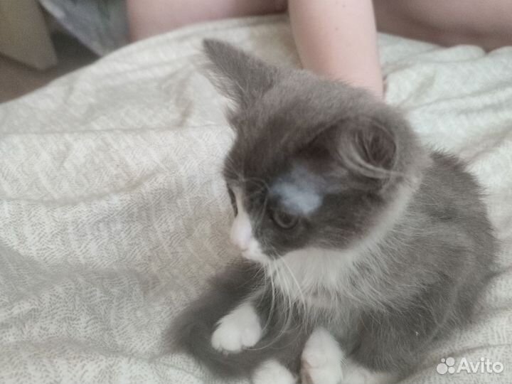 Котёнок