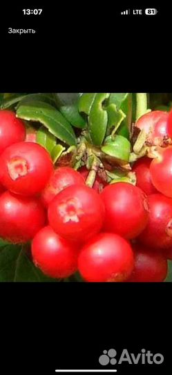 Брусника ягода свежая, Клюква отборная