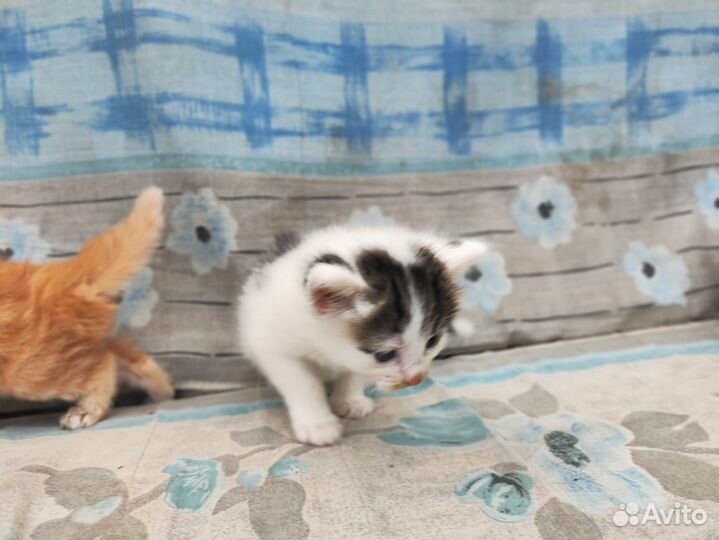 Малыши ищут дом