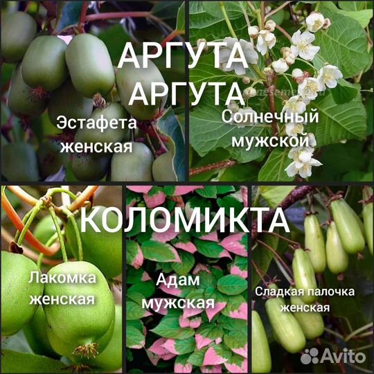 Актинидия (мини киви) коломикта,аргута зкс