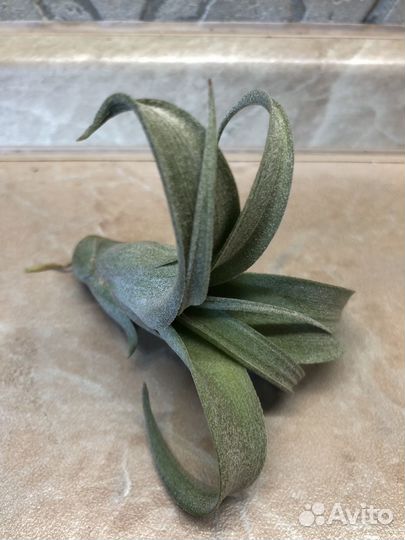 Тилландсия атмосферная