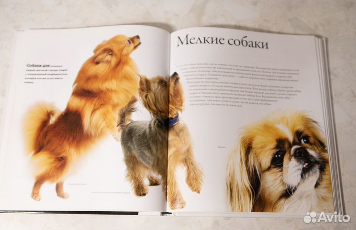 Книга Все породы собак