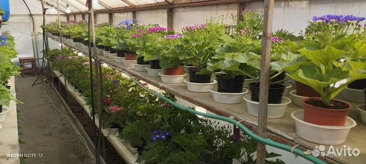 Цинерария к 8 марта