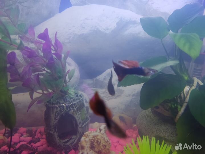 Продаются Гуппи самки и самцы 4 месяца