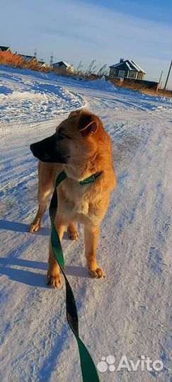 Девочка 3,5 мес