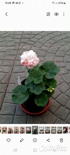 Герань пеларгония, крассула, эписция