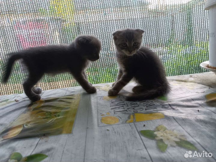 Кошка в дар