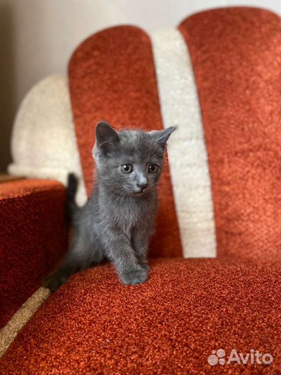 Кошка в дар бесплатно