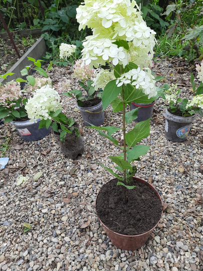 Гортензия Лаймлайт