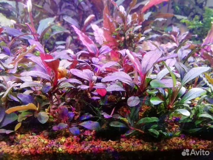 Буцефаландры, Sulawesi Kardinal.PRL