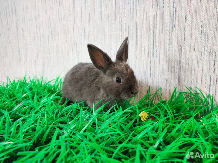 Карликовый кролик