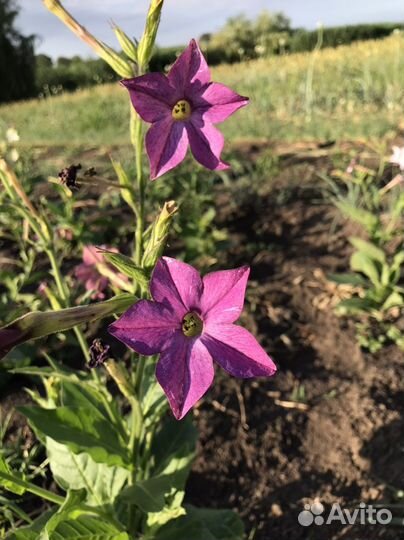 Семена табака