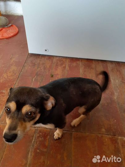 Собака в добрые руки отдам бесплатно