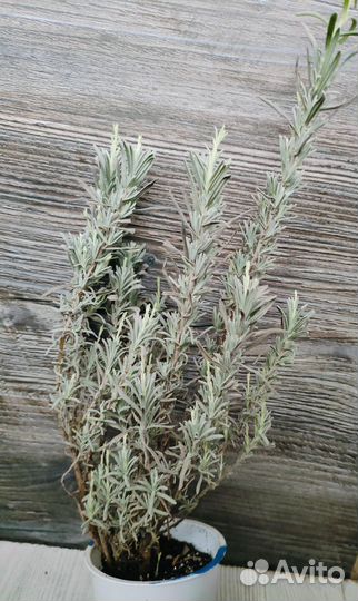 Лаванда саженцы