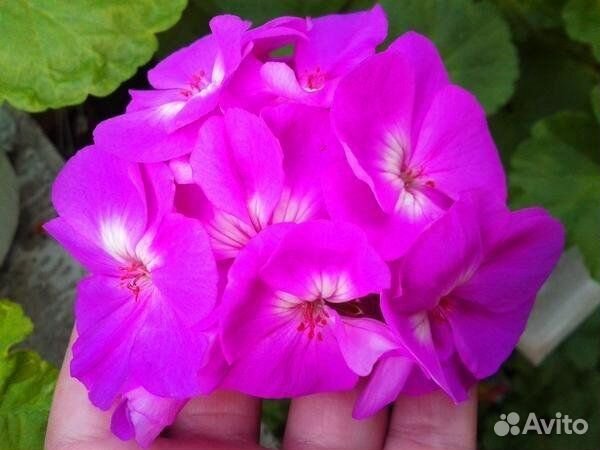 Пеларгония герань