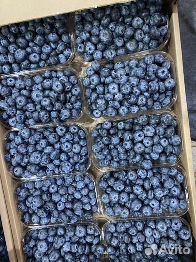 Голубика свежая