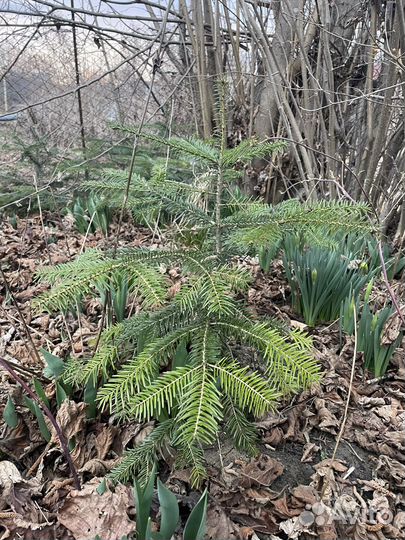 Пихта кавказская