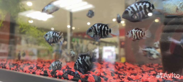 Рыба Попугай ассорти