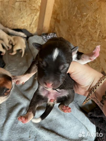 Щенки хаски помесь